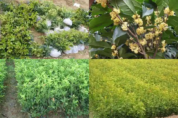 高杆桂花树价格和开花怎么样区别1689838374942
