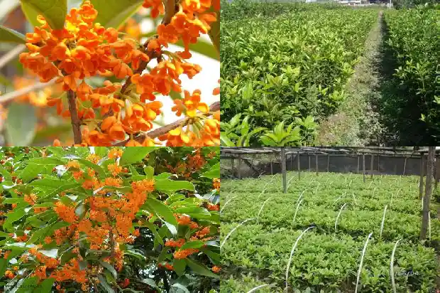 什么品种的桂花最香最好养1683938157727