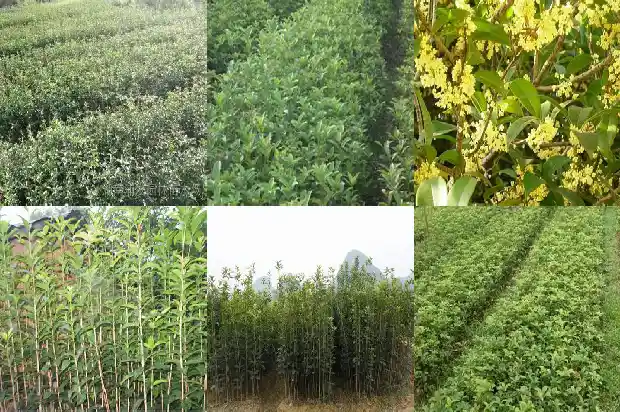桂花品种哪个最香1683938270689