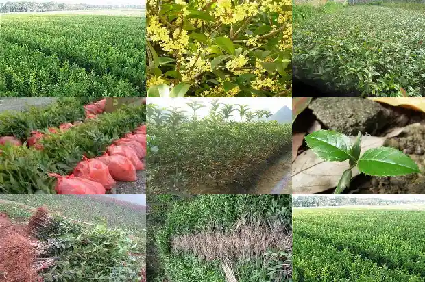 买什么品种的桂花好养又好养1683938303133