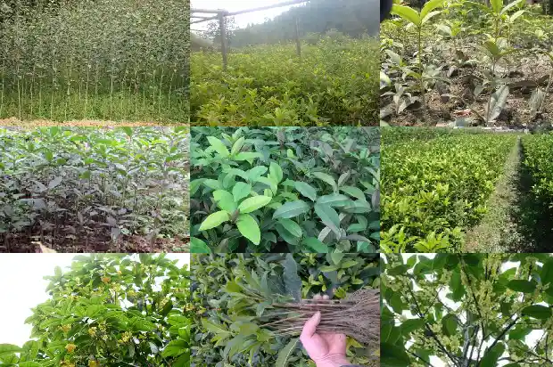 买什么品种的桂花好养又好养1683938303180
