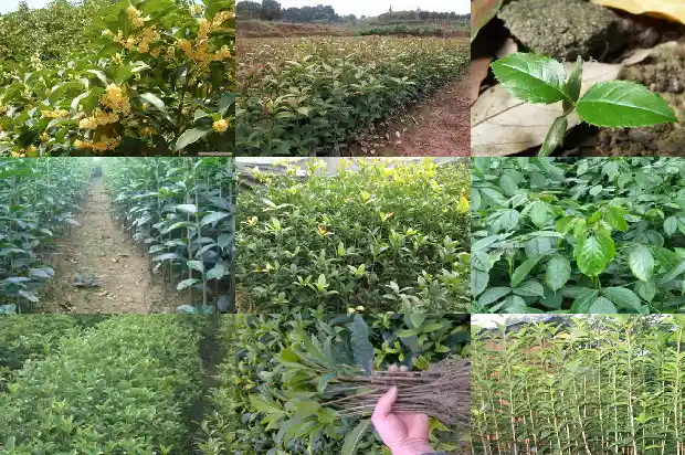 买什么品种的桂花好养又好养1683938303228