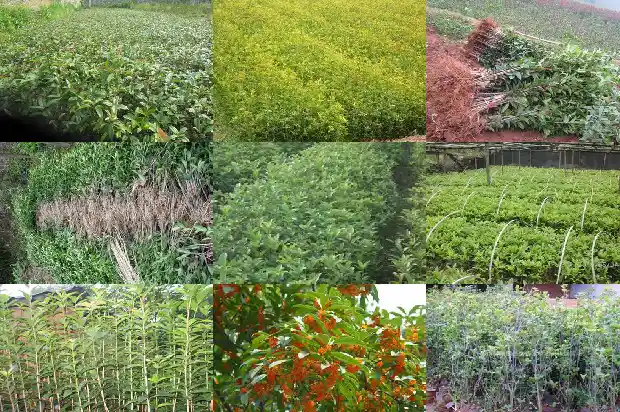 桂花自己养什么品种最好1683938330006