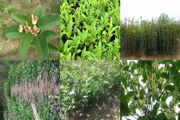买什么品种的桂花好养活又好看1683938360166