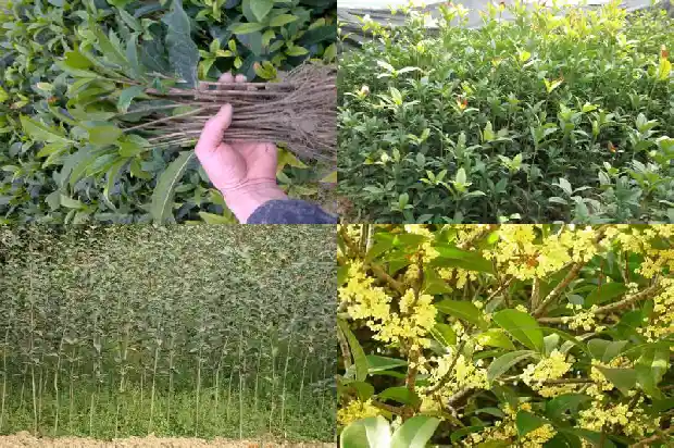 哪个品种的桂花好吃1683938453067