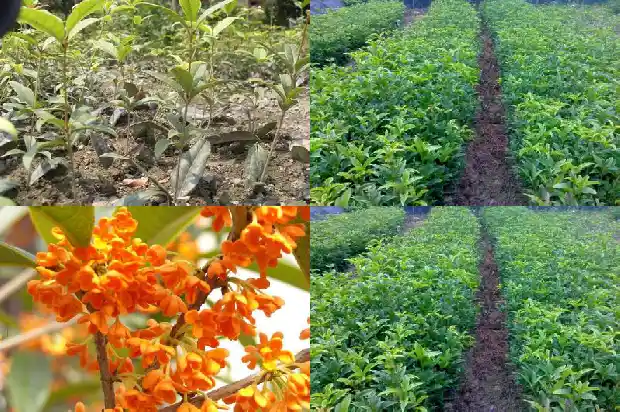 又到一年桂花香说说文案1688793057034