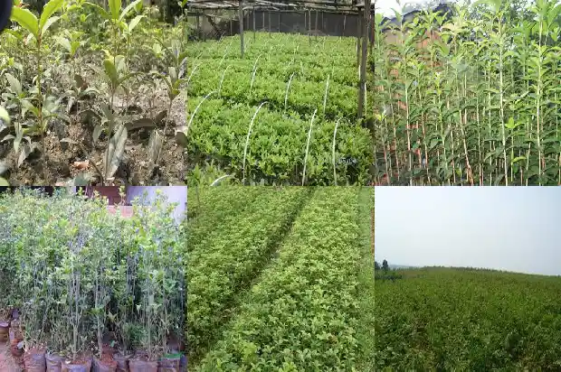 哪个品种的桂花最好养?1683938468939