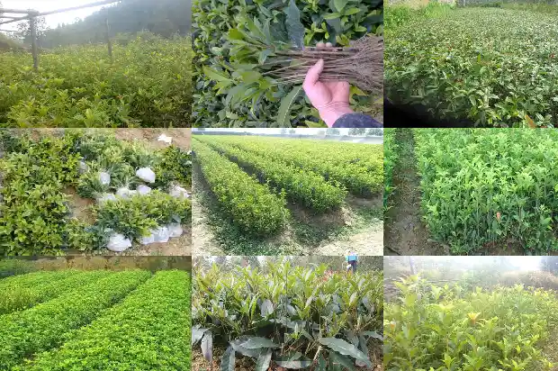 哪个品种的桂花最好养?1683938468987