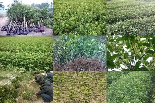 桂花树木质易不易开裂怎么办1688518455488
