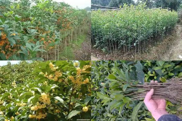 桂花名贵品种有哪些名字大全1683938554876