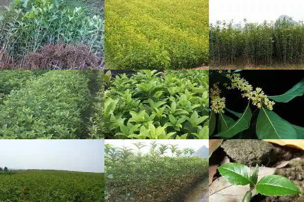 自制桂花茶的功效与作用及禁忌症1689381244430