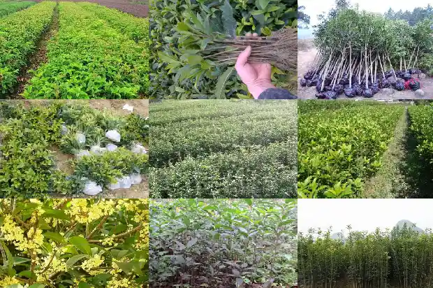 盆栽桂花树好养吗怎么养的1688792613548