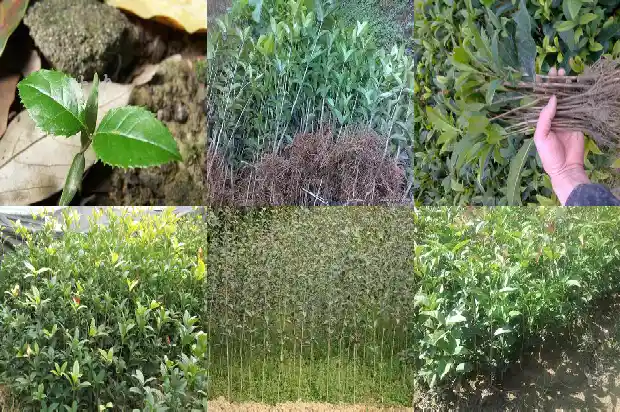桂花珍稀品种有哪些名字1683938616219