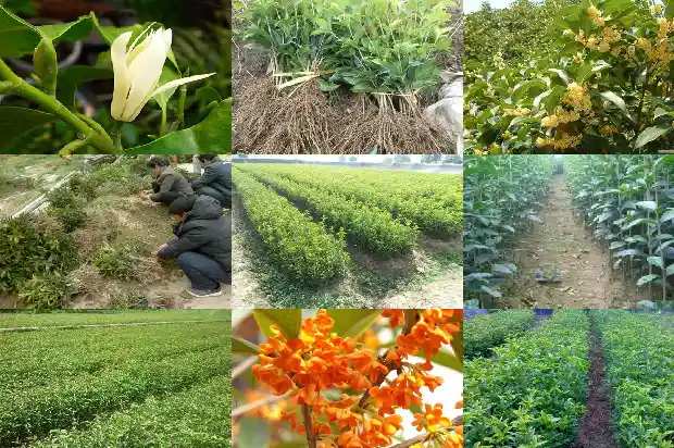 桂花稀有品种有哪些1683938634362