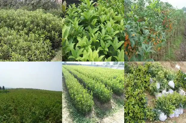 桂花稀有品种排名1683938654089