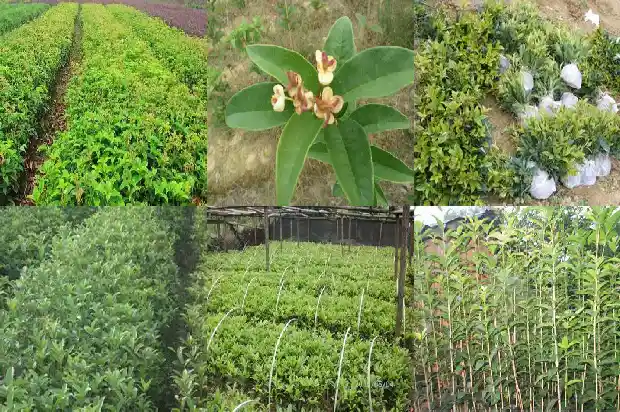 桂花苗木价格2020最新价格查询1689985596621