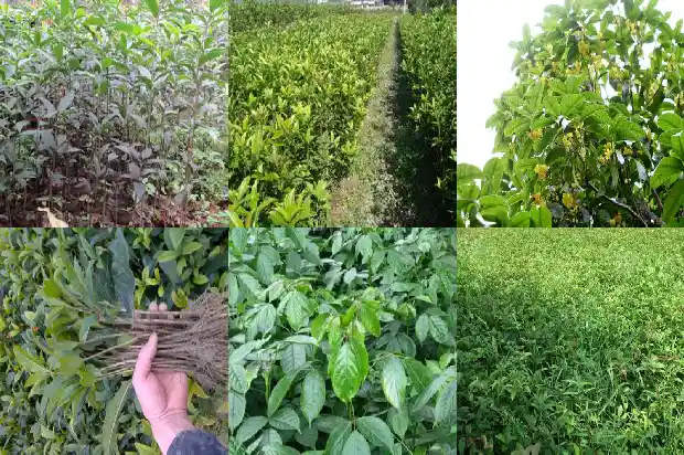 八月桂花树移栽后几年开花呢1690504380232