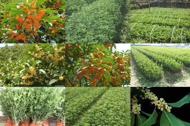 桂花最常见的品种是什么1683938711180