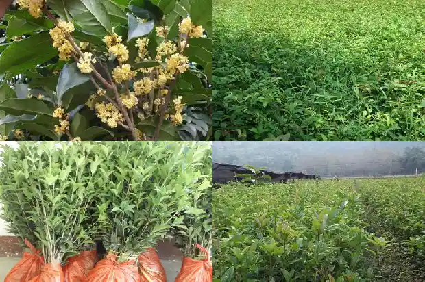 桂花最常见的品种是什么1683938711227