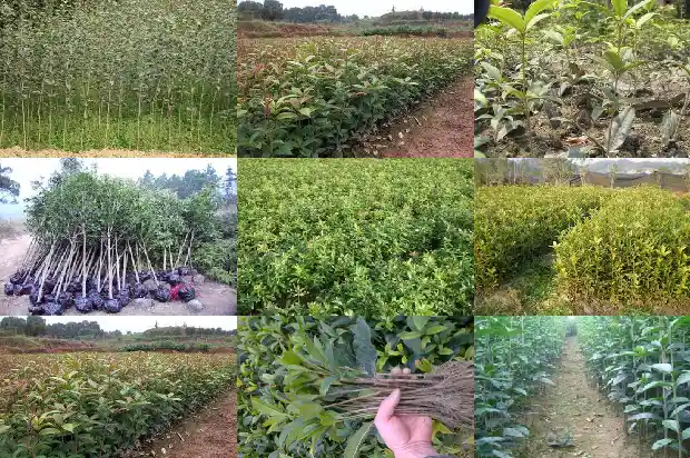 桂花最常见的品种是1683938730841