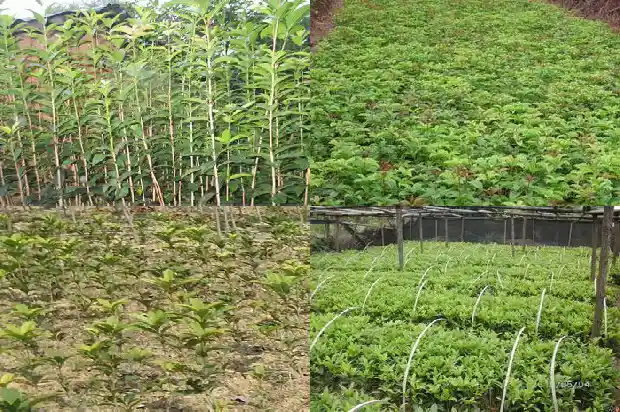 桂花最常见的品种是1683938730886