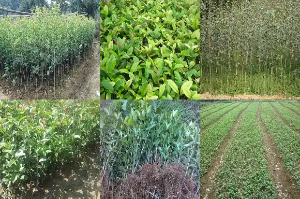 桂花最名贵品种排名榜1683938750649
