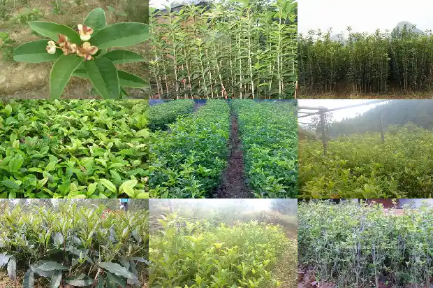 桂花最名贵品种排名榜1683938750696