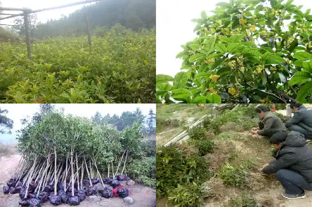 桂花最名贵品种排名榜1683938750791