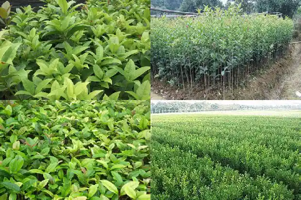 桂花最名贵品种排名第一1683938771240