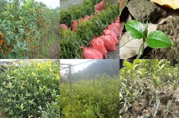 桂花最名贵品种是什么树1683938788676