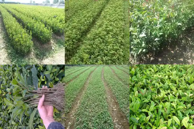 金桂花树市场价格多少一棵1690072860345
