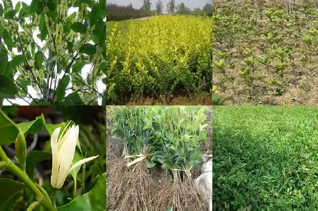 桂花茶是什么作用的1689381123207