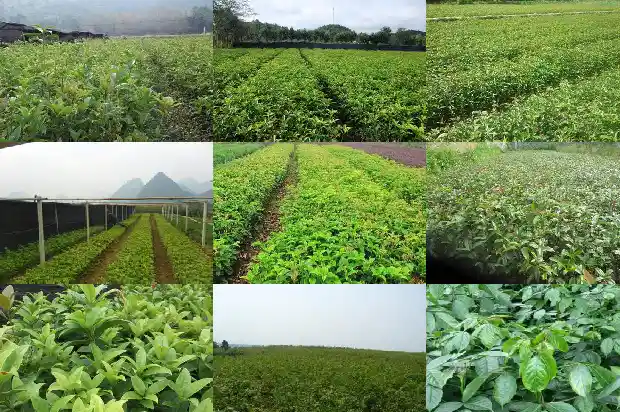 5公分的桂花树多少钱一棵呢1689639115688