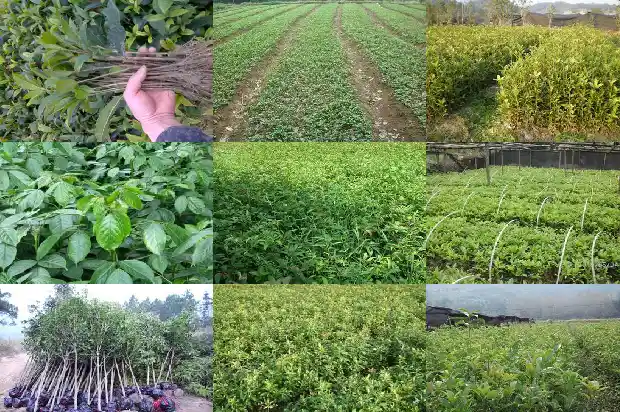 桂花所有品种介绍1683938900496