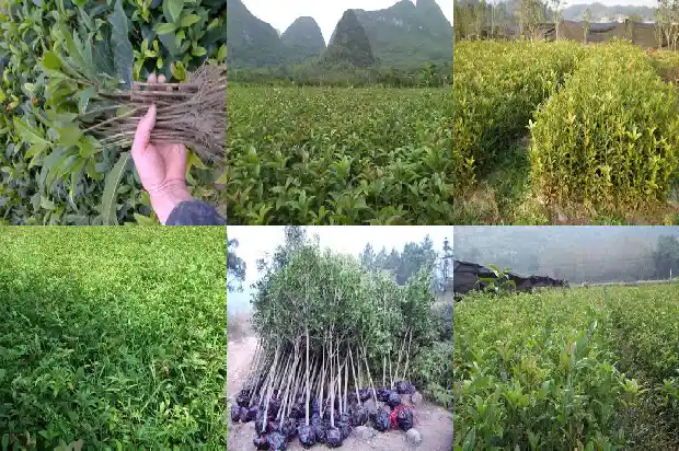 桂花树能种在阳台吗1690677599567