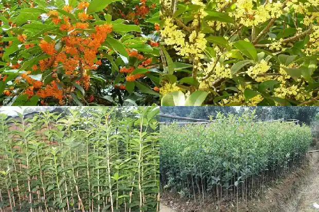 桂花多少钱一棵树苗好养活呢1683938974432
