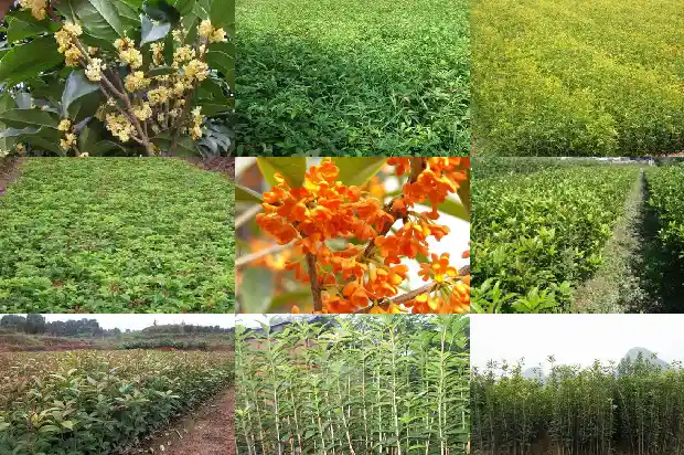 桂花一克多少钱一斤1683938992657