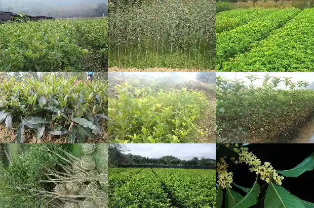 桂花白茶多少钱1683939014354