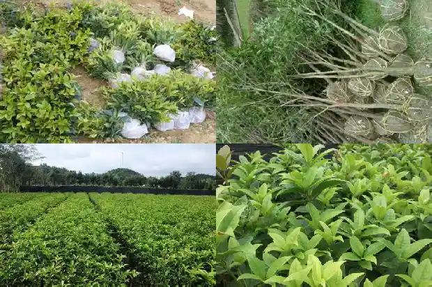 桂花软包多少钱一盒1683939053465