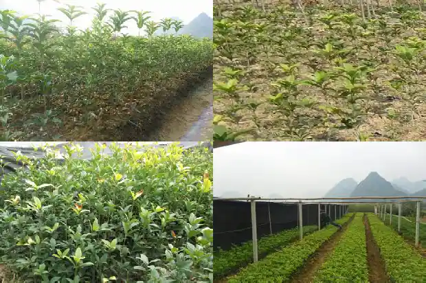 桂花软包多少钱一盒1683939053609