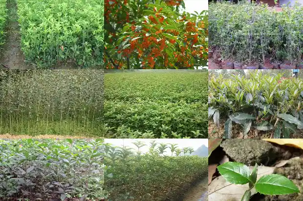 桂花香水多少钱一瓶正常1683939075896