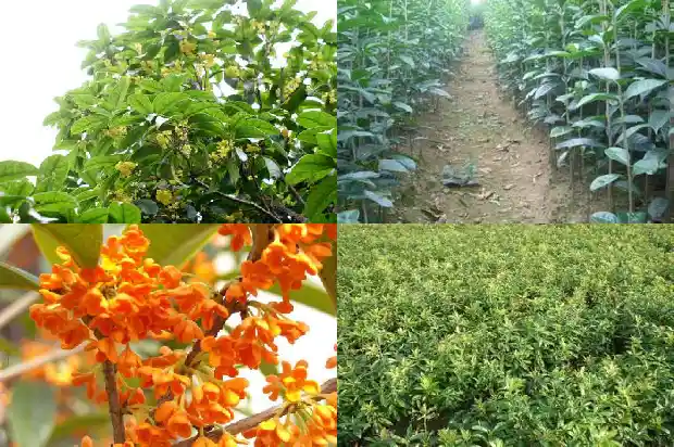 桂花香水多少钱一瓶正常1683939075944