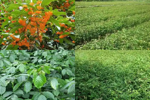 桂花香水多少钱一瓶正常1683939075992