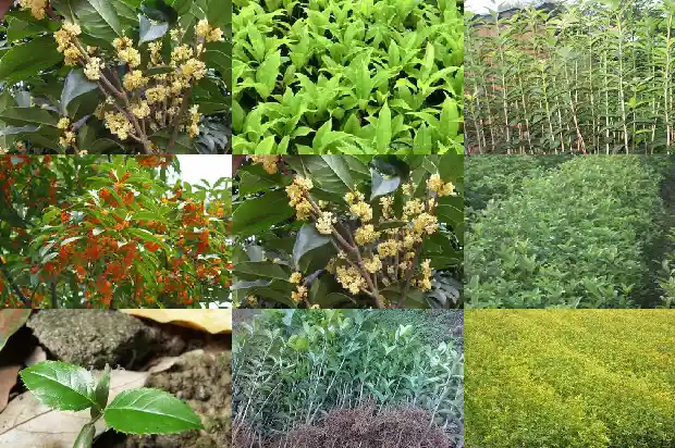 桂花香水多少钱一瓶正常1683939076040