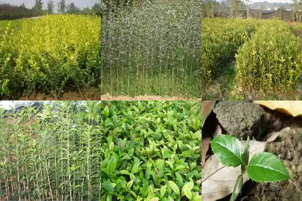 金桂花香水多少钱一瓶1683939098008