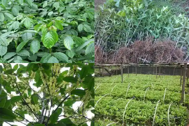 刘三姐桂花香水多少钱一瓶啊1683939115858