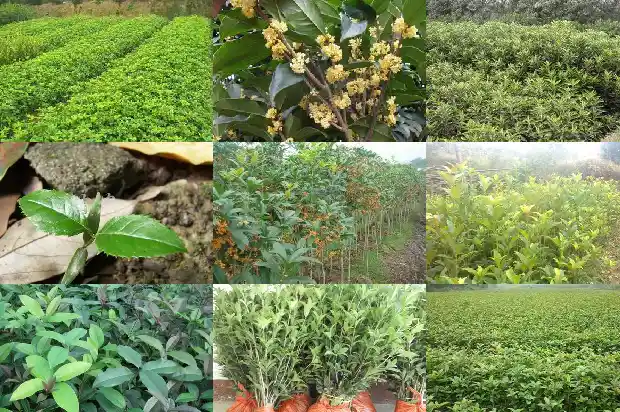 正宗桂花酒多少钱一斤1683939137802