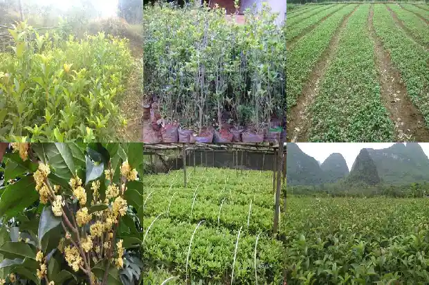 正宗桂花酒多少钱一斤1683939137897