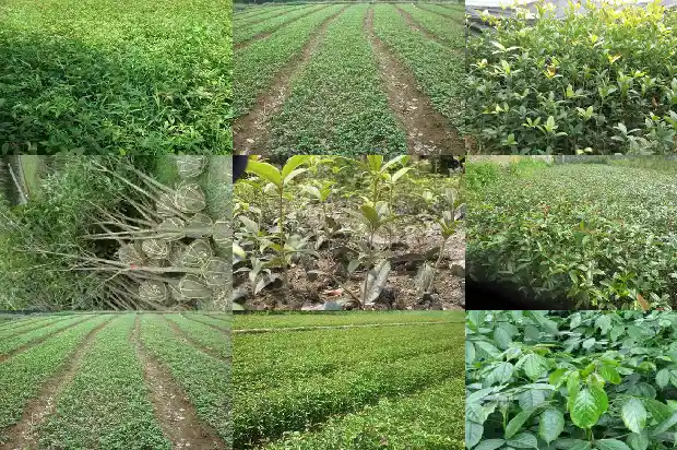 食用桂花香精多少钱一瓶1683939159913