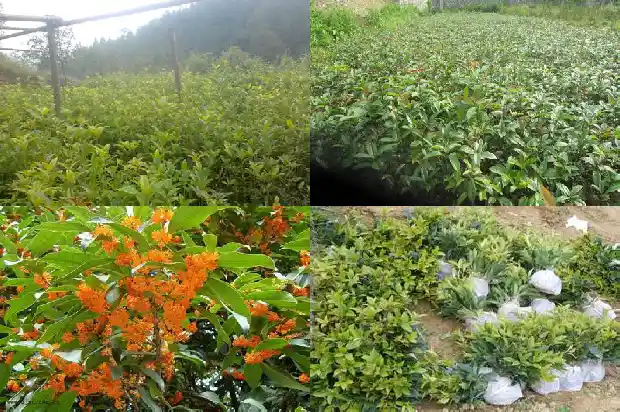 食用桂花香精多少钱一瓶1683939159960